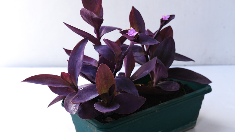 Purple heart plant in container