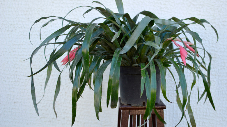 Queen's tears plant in pot