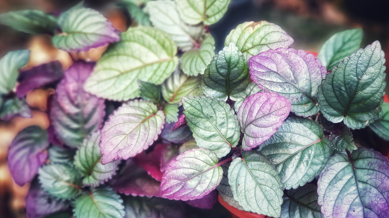 Red ivy's green-purple foliage