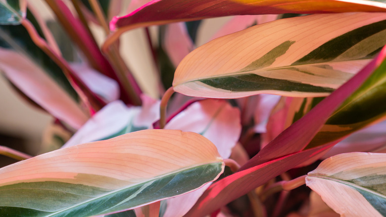 Triostar Stromanthe with variegated foliage