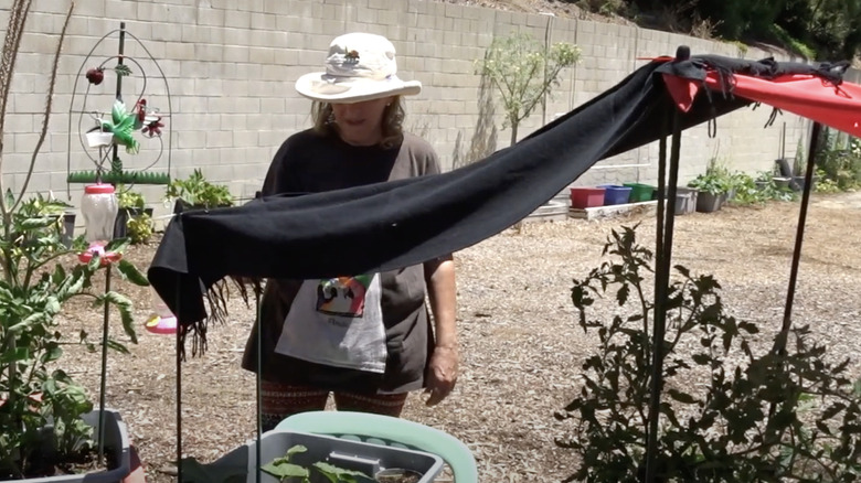 A person hanging a scarf to creates a sun shade for plants.