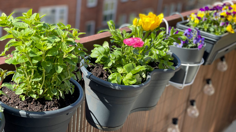 hanging flowers on balcony