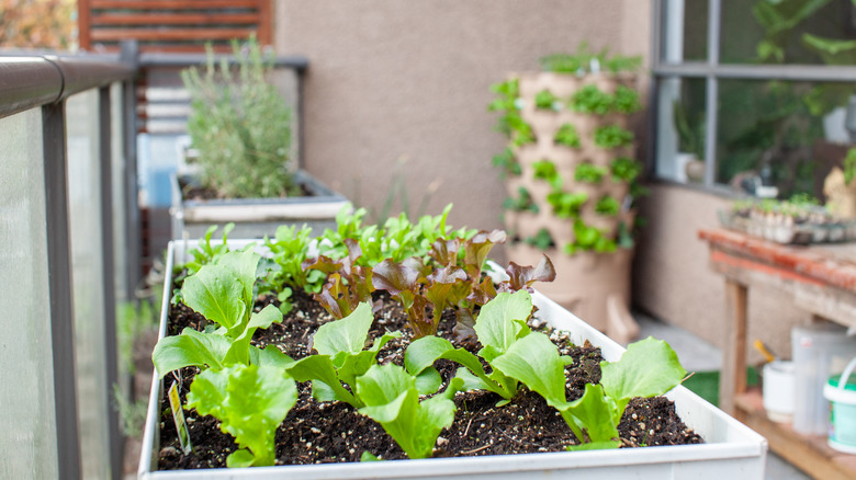 garden boxes on balcony