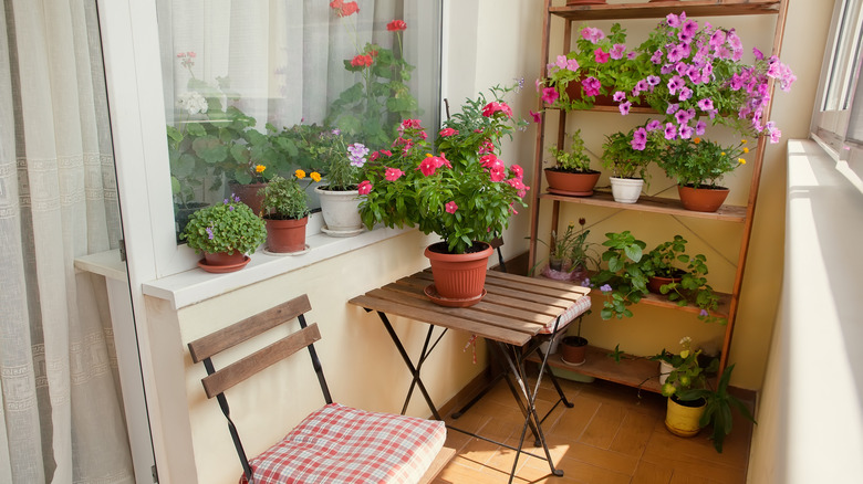 plants on an outdoor shelf