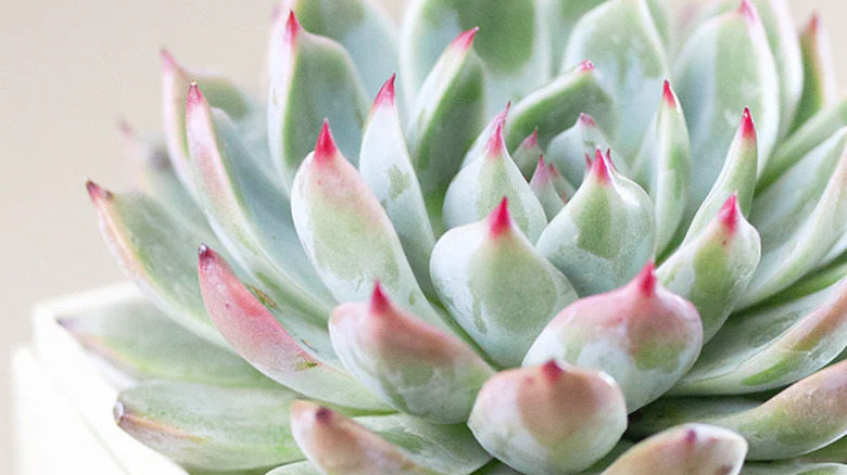 green succulent with pink tips