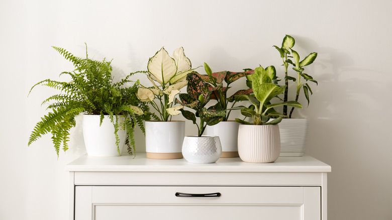 exotic plants in white pots