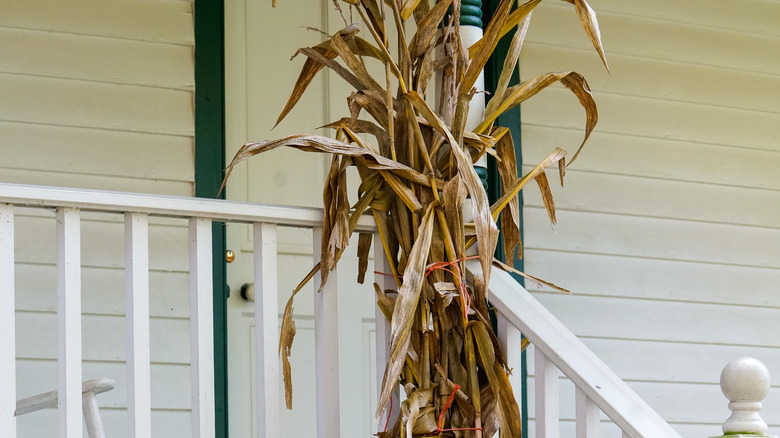 Corn stalks near white porch