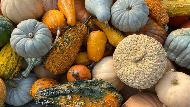 Colorful pumpkins and gourds