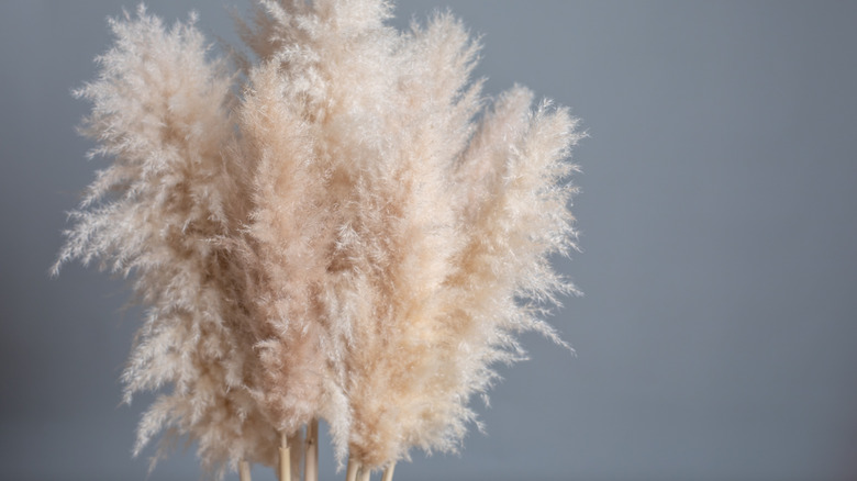 Tan pampas grass 