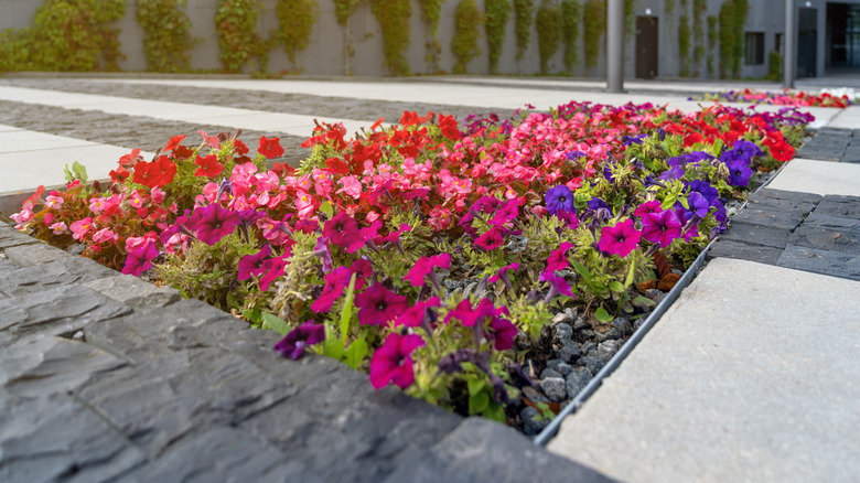 Concrete with flower bed