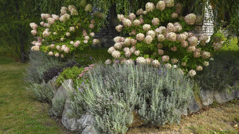 Flower bed with different plants