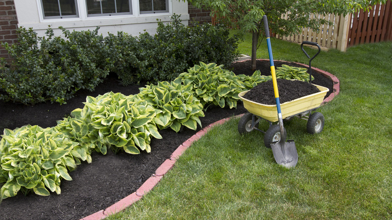 flower bed with green plants