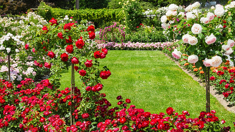 Flower bed with roses