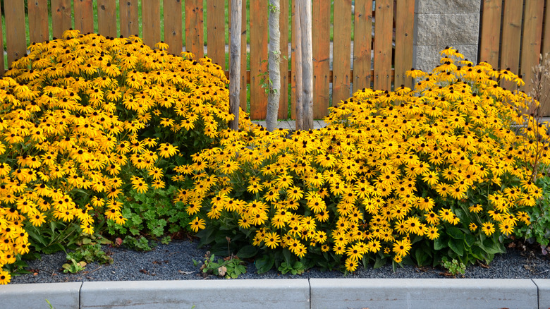 Sunflowers line against fence