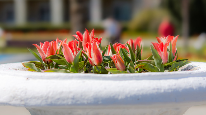 Flower bed in bird bath