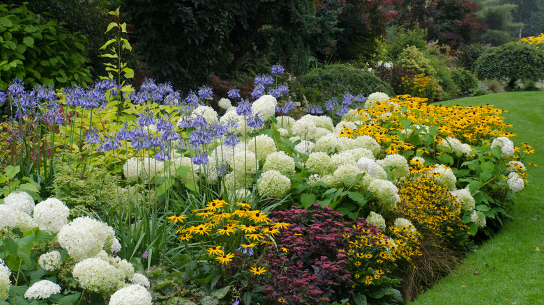 Variety of flowers