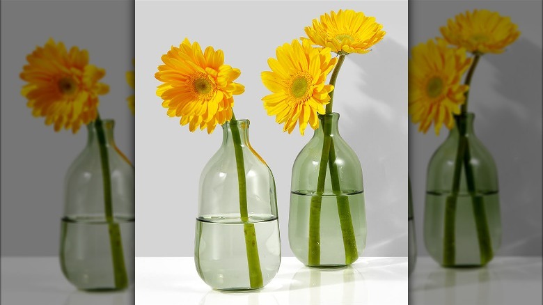 Chrysanthemums in two green bottles