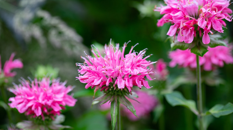 Bright pink bee balm flowers