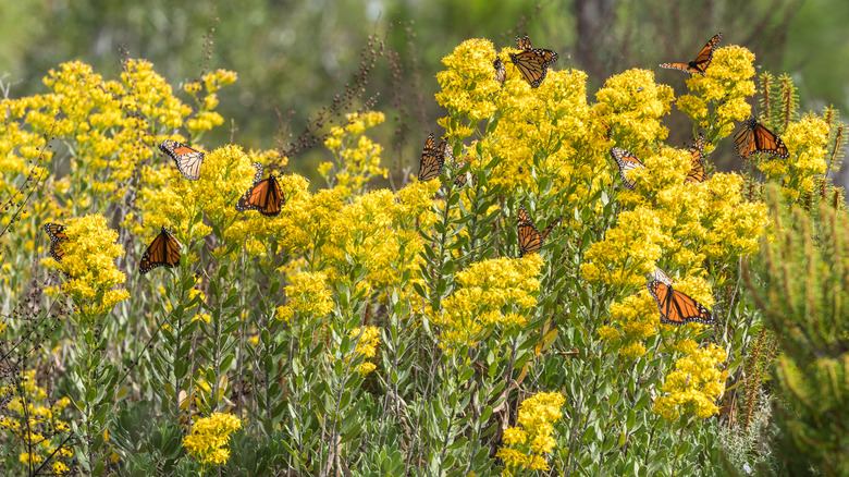 Monarchs landing on goldenrod