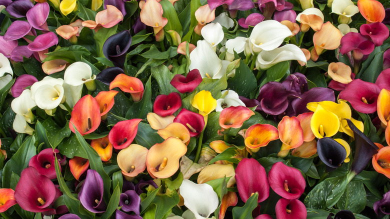 Multicolored calla lilies