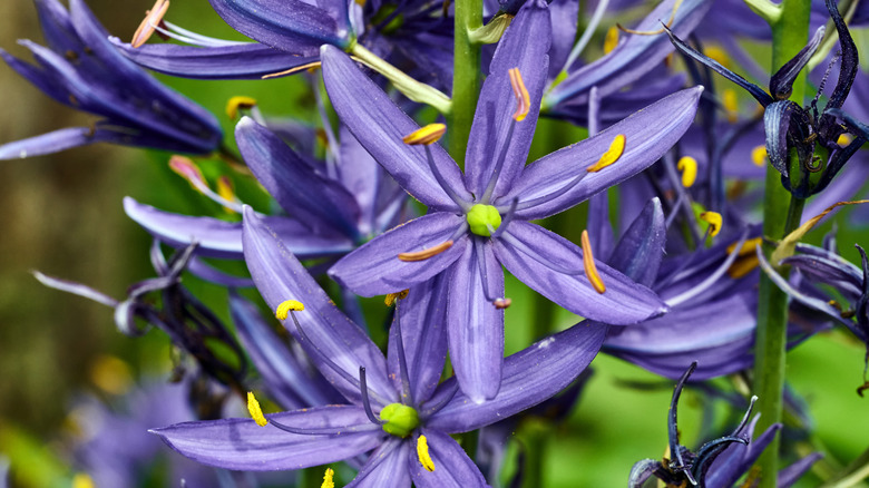 Blue camas wildflowers