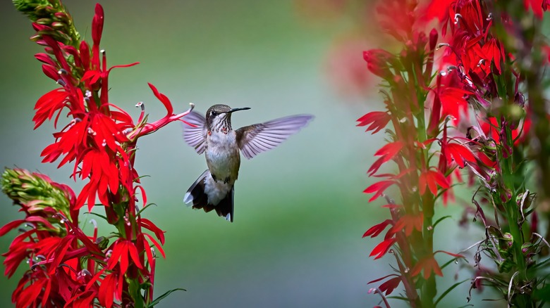 Cardinal flowers and hummingbird