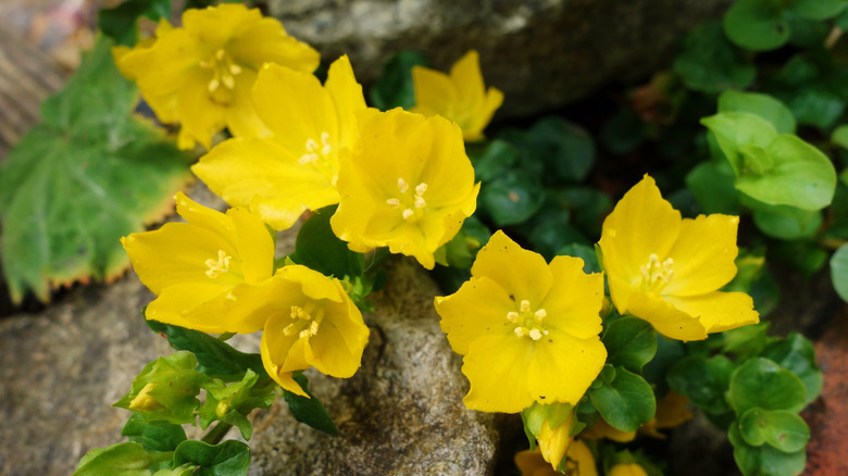 Yellow creeping Jenny flowers