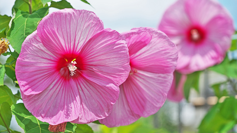 Large pink hardy hibiscus blooms