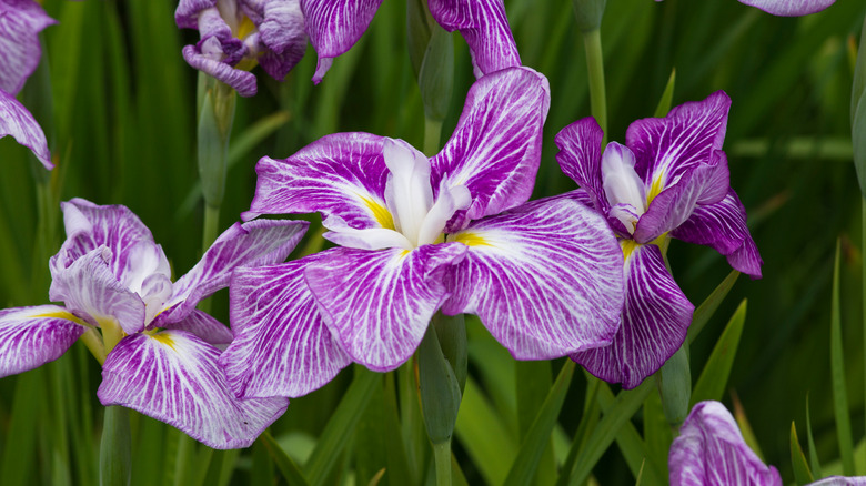 Variegated Japanese iris