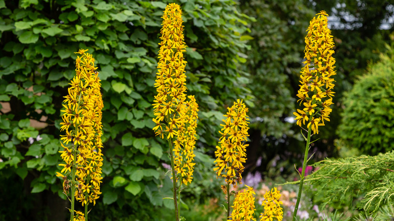 Yellow rocket ligularia flowers