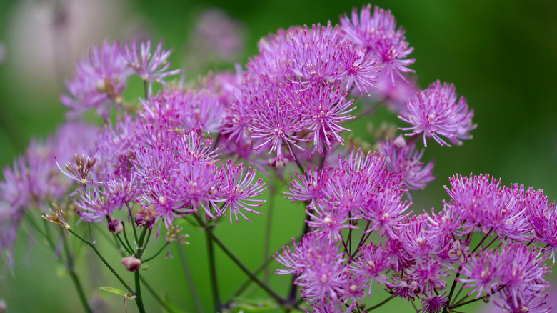 Fuschia meadow rue flowers