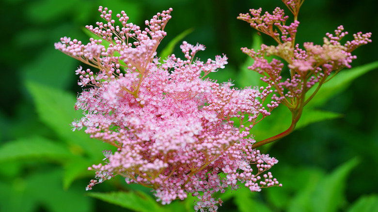 Pink queen of the prairie