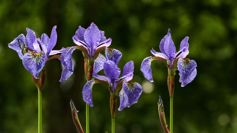 Purple Siberian iris flowers