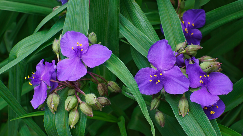 Flowering purple spiderwort