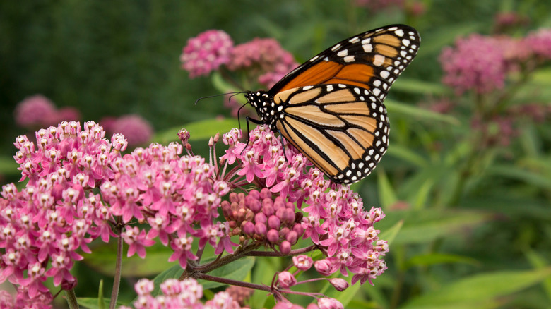 Monarch butterfly on swamp milkweed