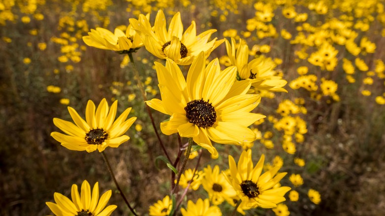 Bright yellow swamp sunflower