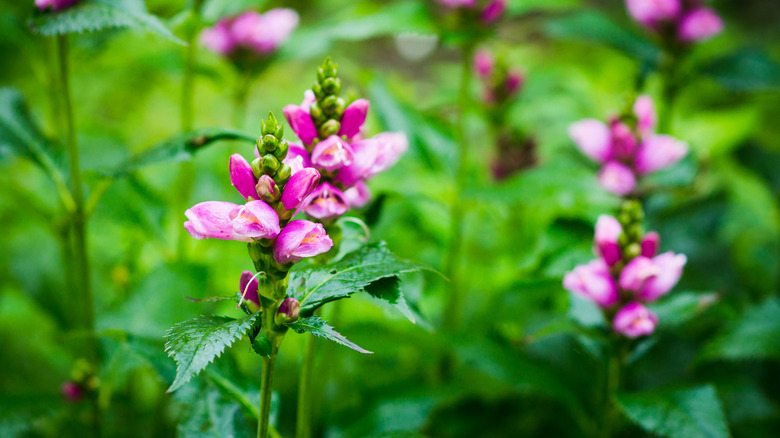 Flowering rose turtlehead