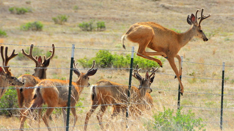 deer jumping wire fence near herd