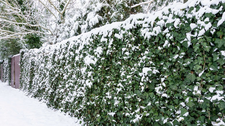 ivy fence in snow