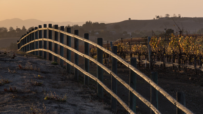 Vineyard wooden fence in sunset