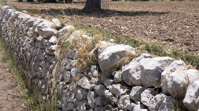 stone wall near olive tree