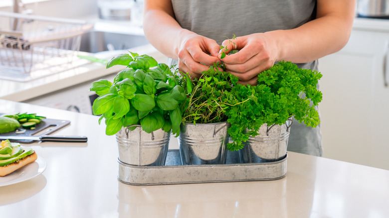 small herb garden in kitchen