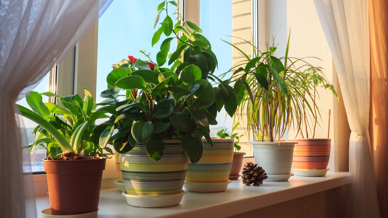 many plants on a windowsill