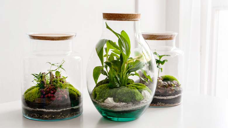 plants in glass jars