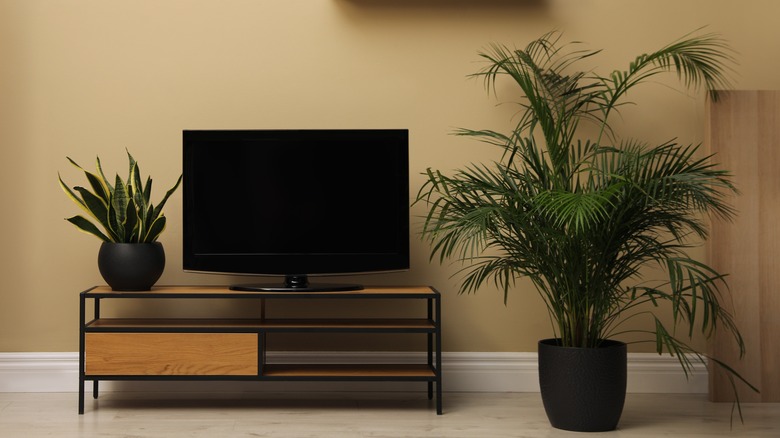 plants around TV stand