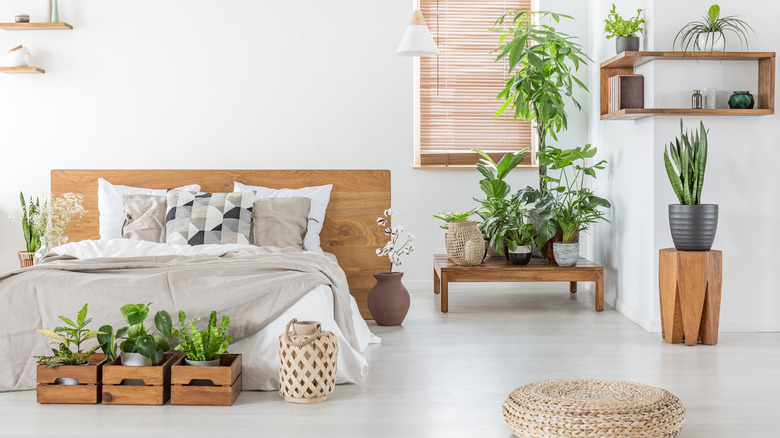 plants in crates in bedroom