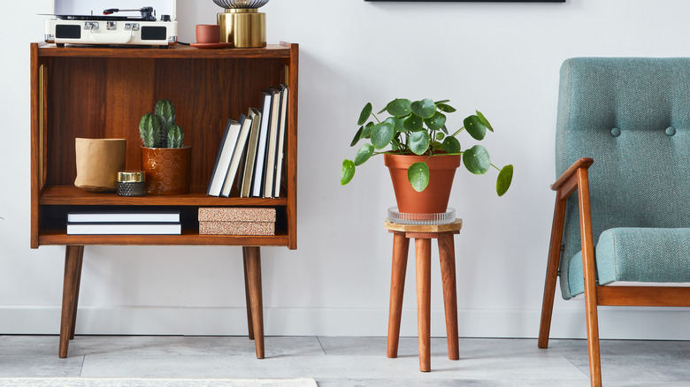 plant on wooden plant stand