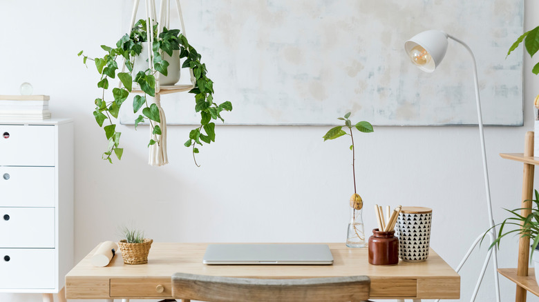 hanging shelf with plant