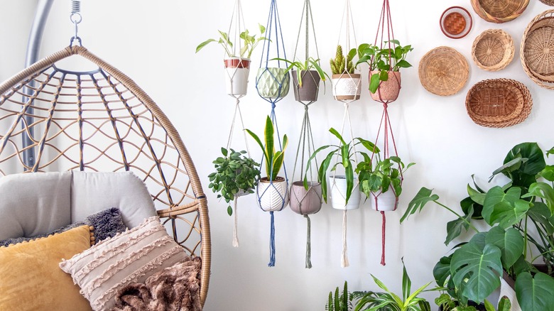 hanging plants