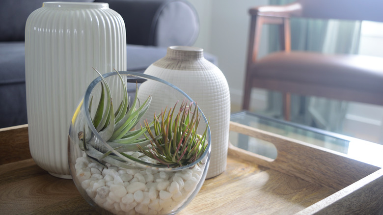 Air plants in a glass jar